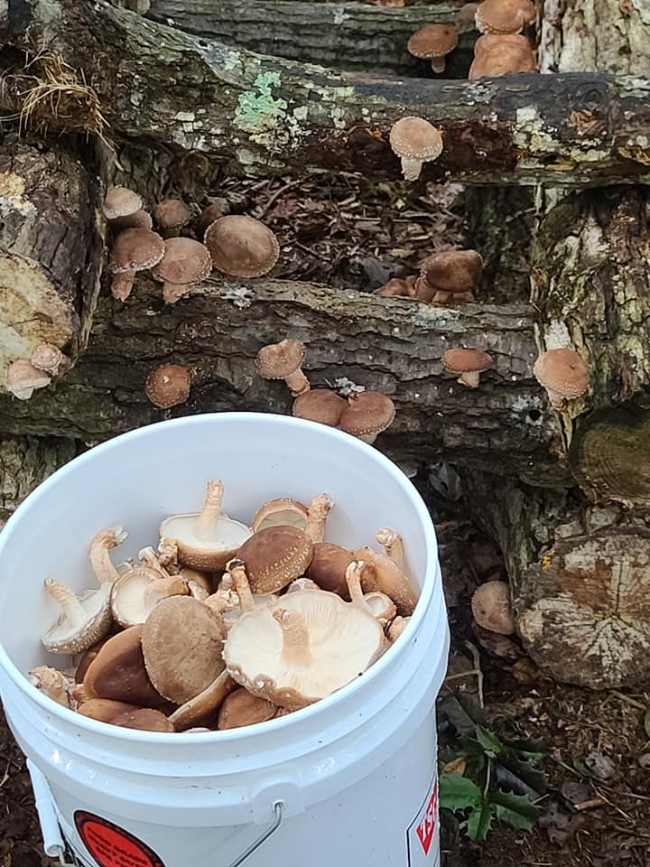 Mushroom CSA (Weekly) 1 Pound or 1/2 Pound Add-On